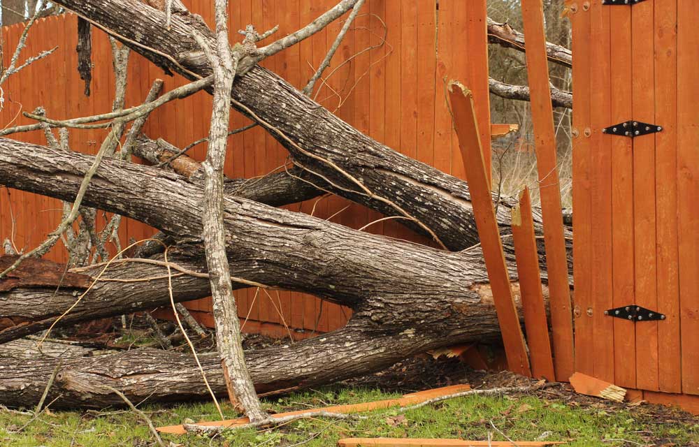 A large tree has fallen onto a wooden fence, breaking several vertical boards. Branches and debris are scattered on the grass in front of the damaged fence.